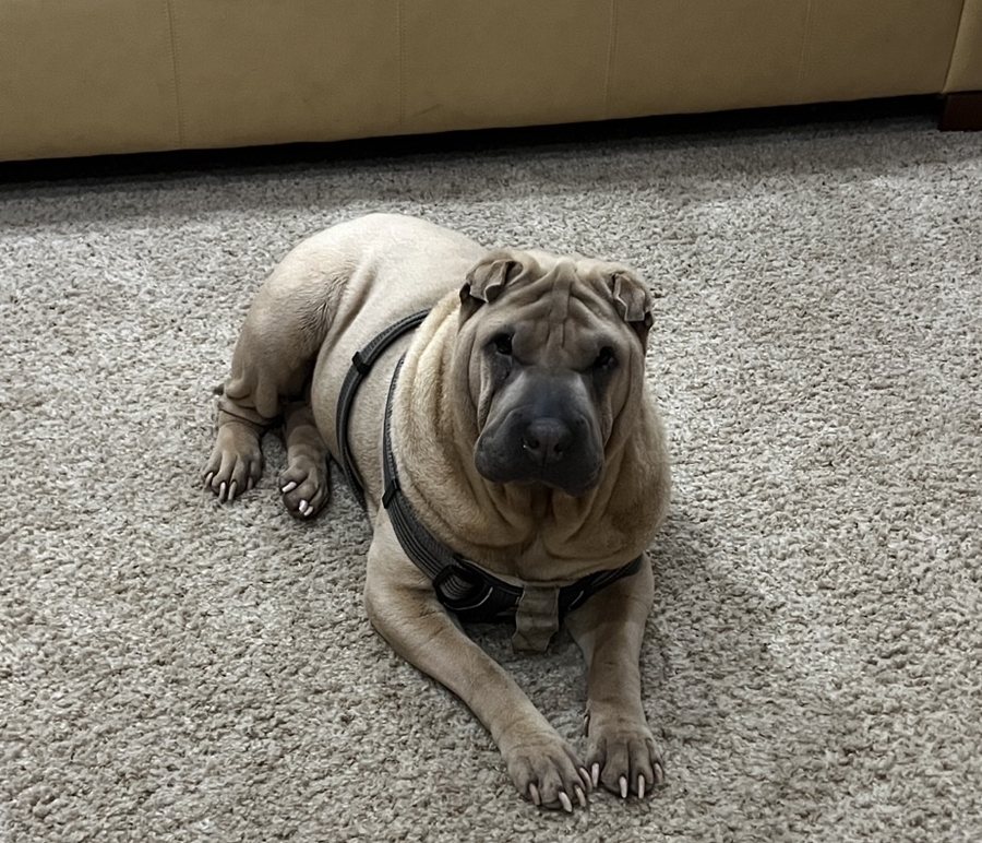 Mila, a fawn Shar-Pei, lying on the carpet